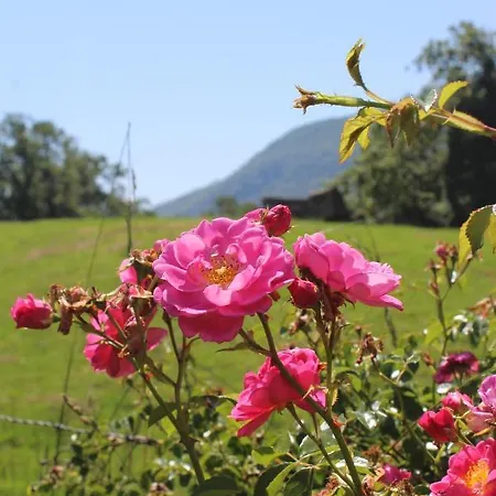Gite Le Cot En Vallee D'Ossau Sainte-Colome